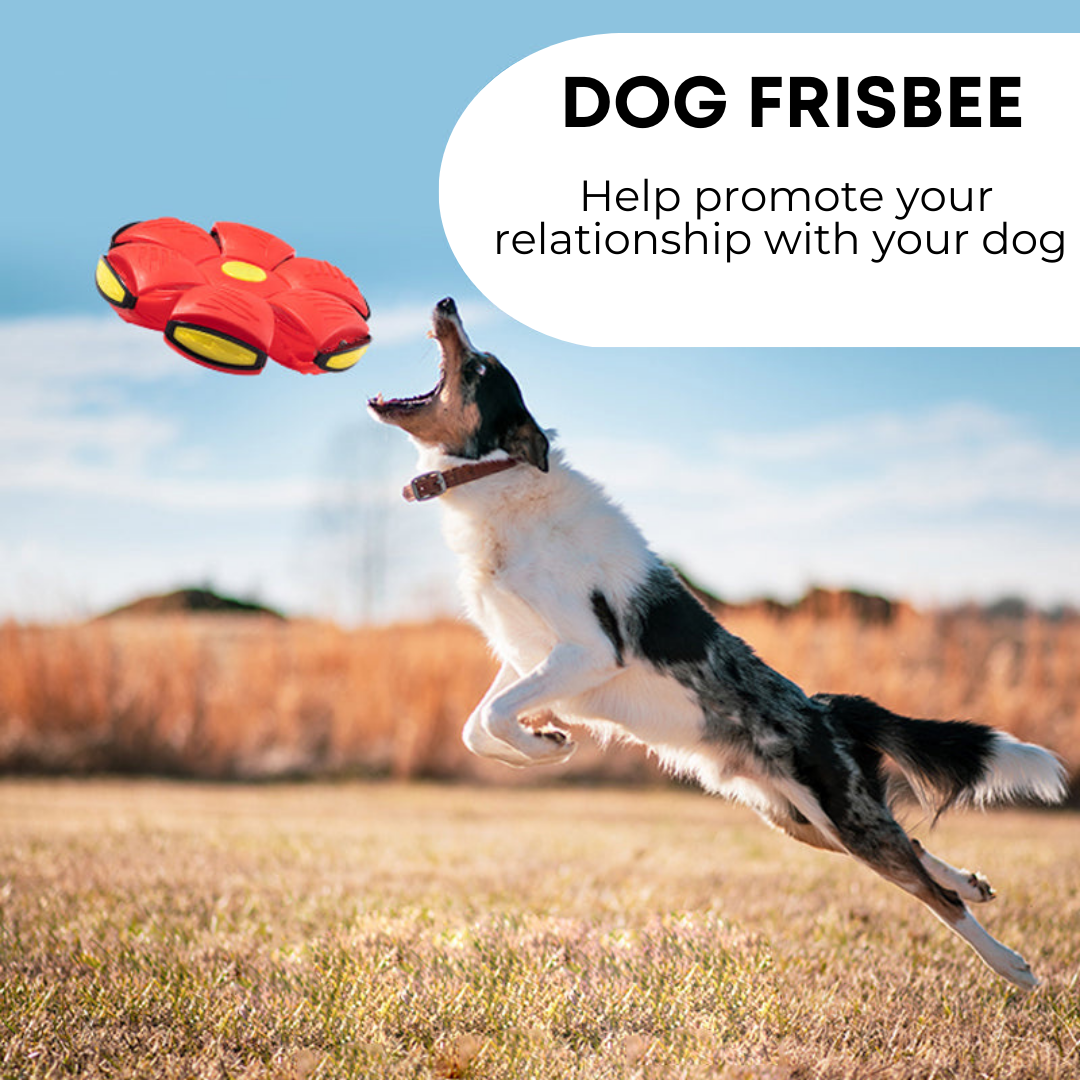 Waggly™ Dog Frisbee
